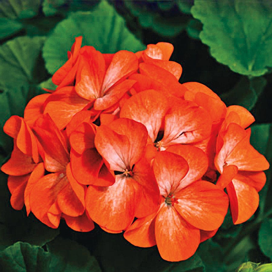 best place to buy geranium seeds Pinto™ Premium Orange Geranium Seeds