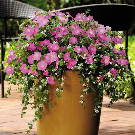 Fuseables® Silk 'n Satin Petunia-Bacopa Seeds