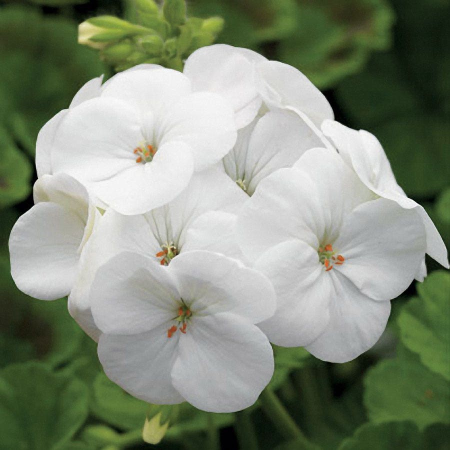 seed geranium plants Geranium Pinto Premium White F1 Seed RAW / 100 seeds / UNTREATED