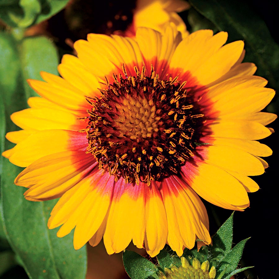 Mesa™ Bright Bicolor Hybrid Blanket Flower Seeds