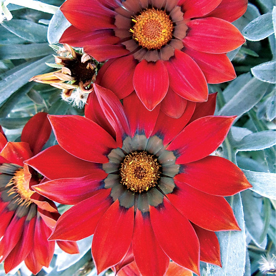 Frosty Kiss™ Red Hybrid Gazania Seeds