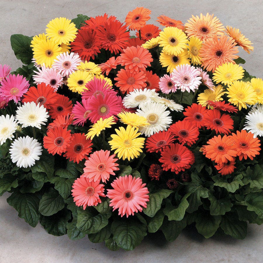 plant gerbera daisy seeds Mega Revolution™ Select Mix Gerbera Daisy Seeds