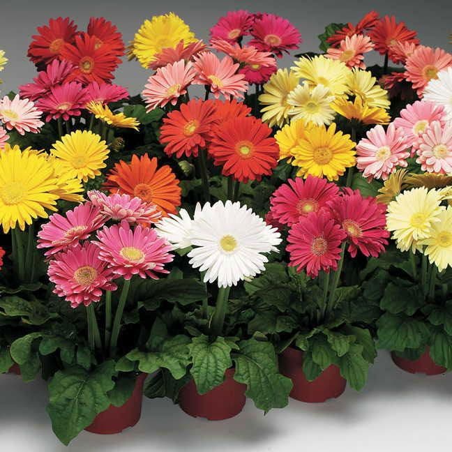 gerbera flower seeds online Jaguar™ Mix Gerbera Daisy Seeds – Park Seed