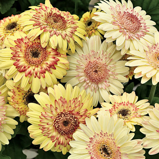 Cartwheel® Strawberry Twist Gerbera Daisy Seeds