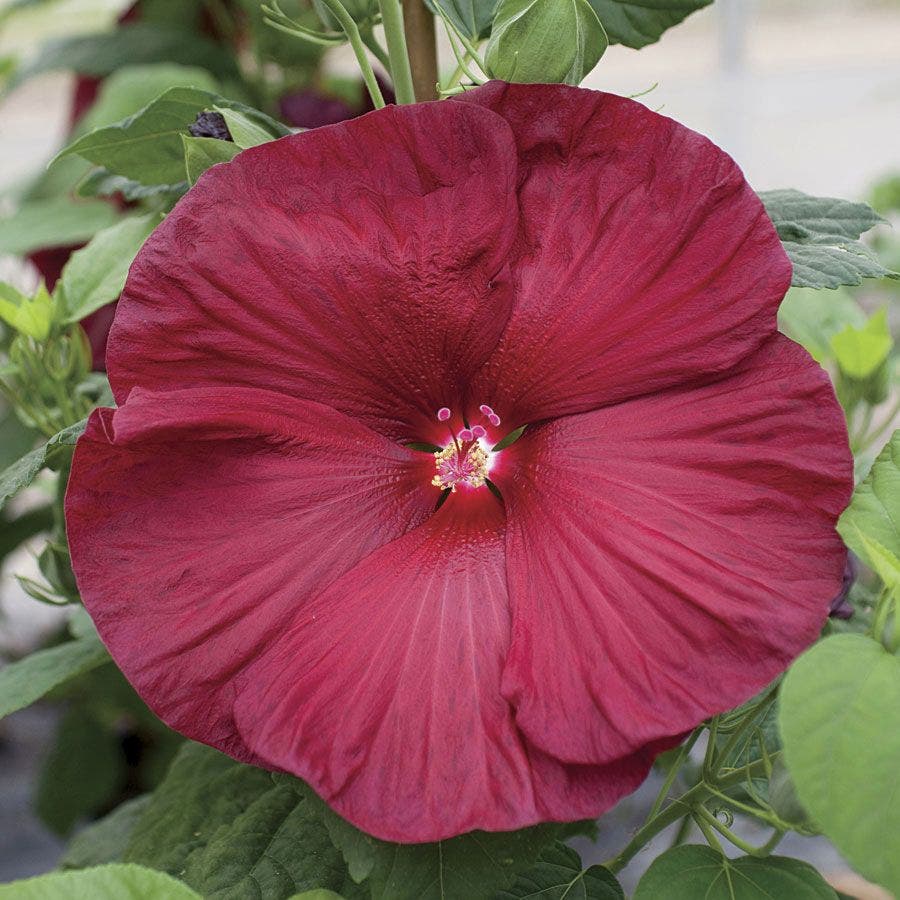 red hibiscus flower seeds Honeymoon Deep Red Hibiscus Seeds