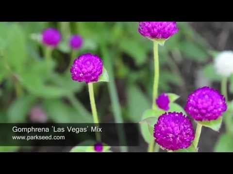 Las Vegas Mix Gomphrena Seeds