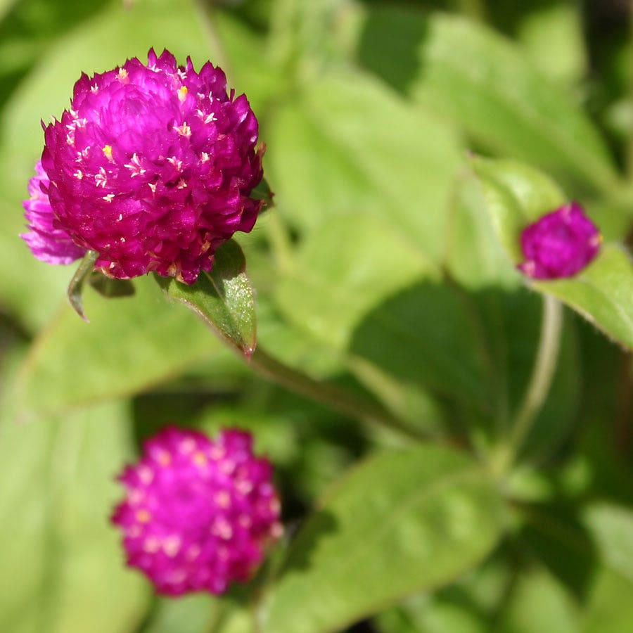 Las Vegas Purple Gomphrena Seeds