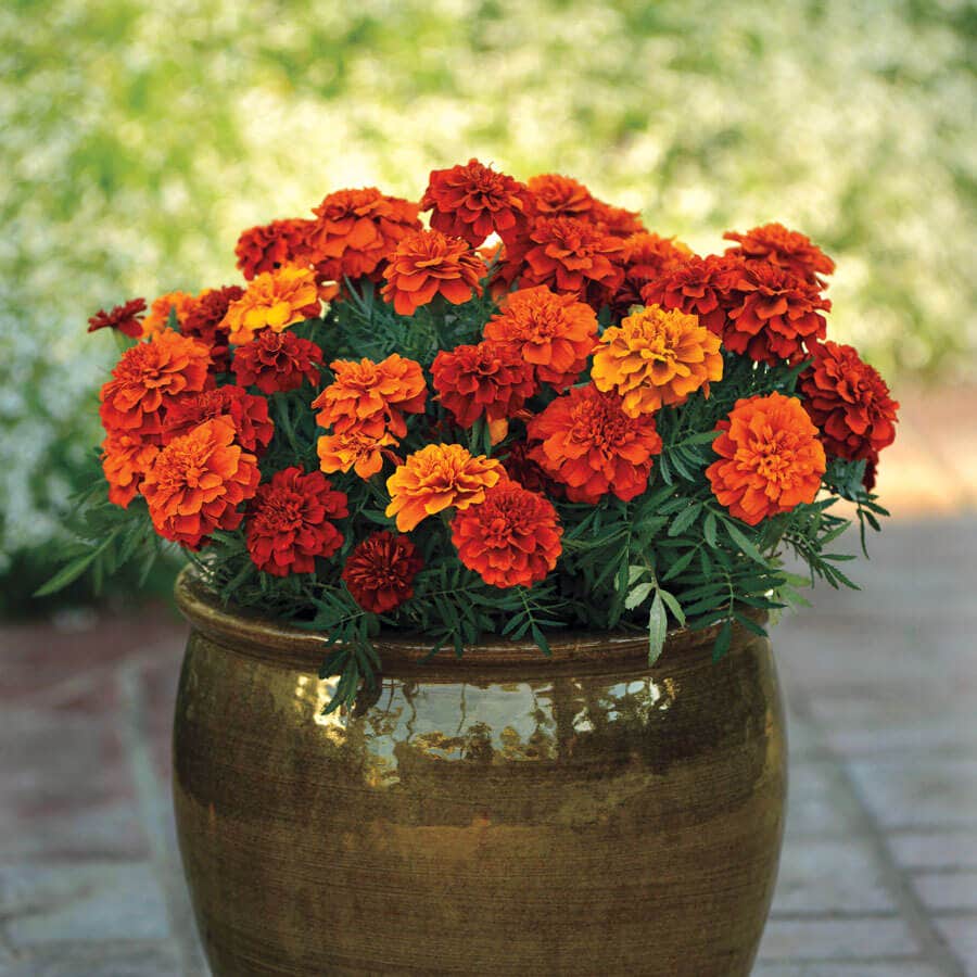 marigold seeds Fireball Marigold Seeds