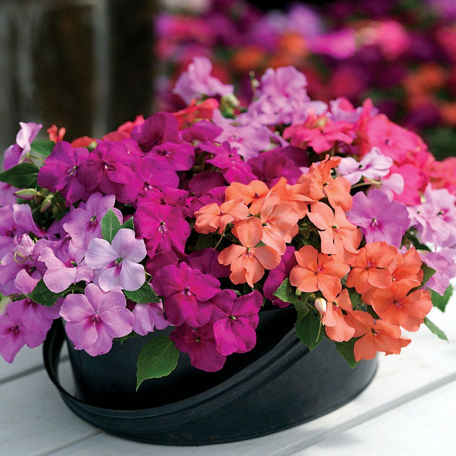 impatiens plant seeds Xtreme™ Utopia Mix Impatiens Seeds