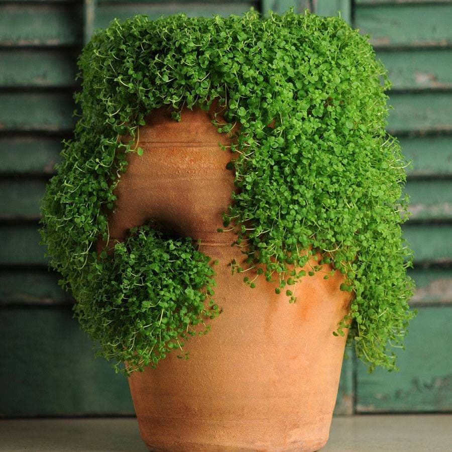 small seed plants Mini Ornamental Mint Seeds – Park Seed