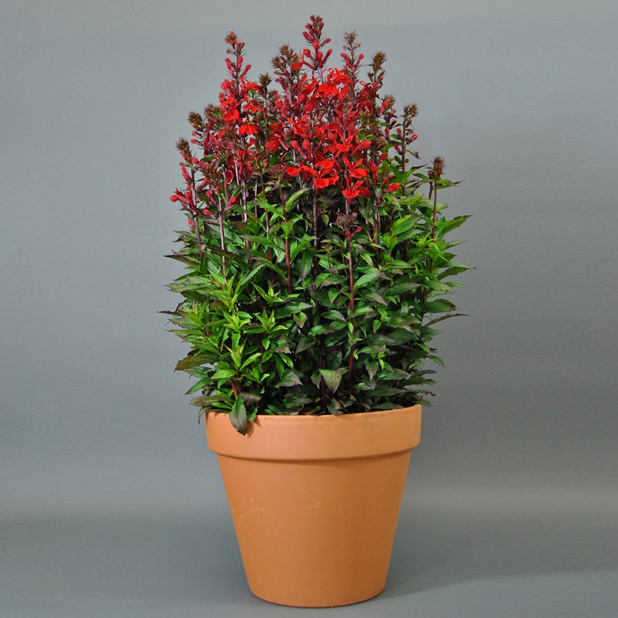 Starship Scarlet Lobelia Seeds