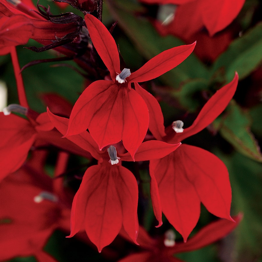 Starship Scarlet Lobelia Seeds