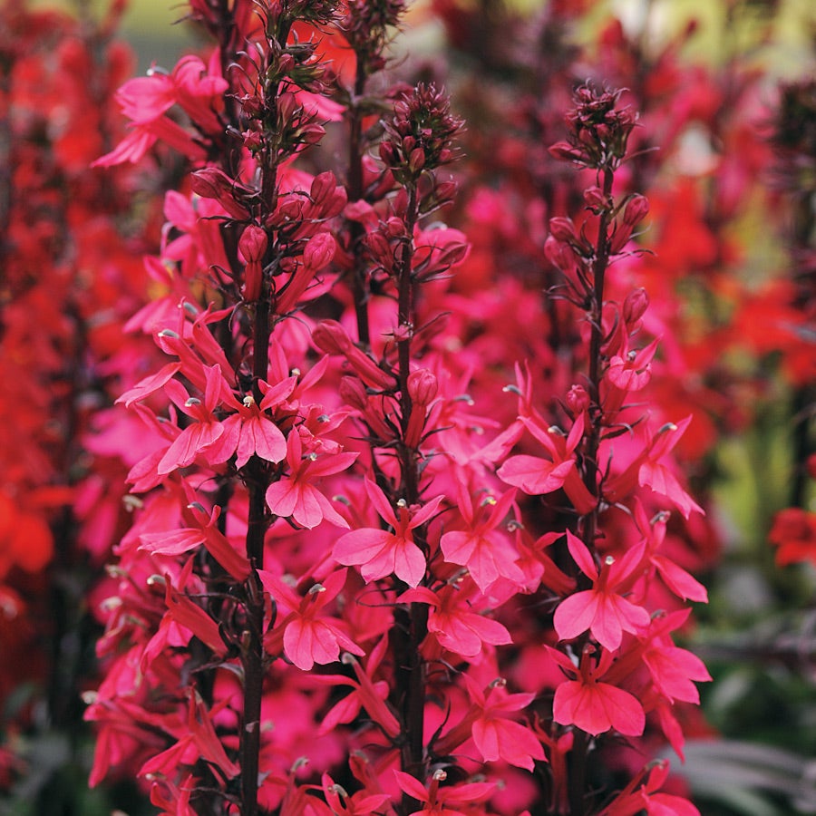 lobelia from seed to flower Starship Deep Rose Lobelia Seeds
