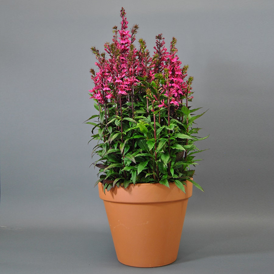 Starship Deep Rose Lobelia Seeds