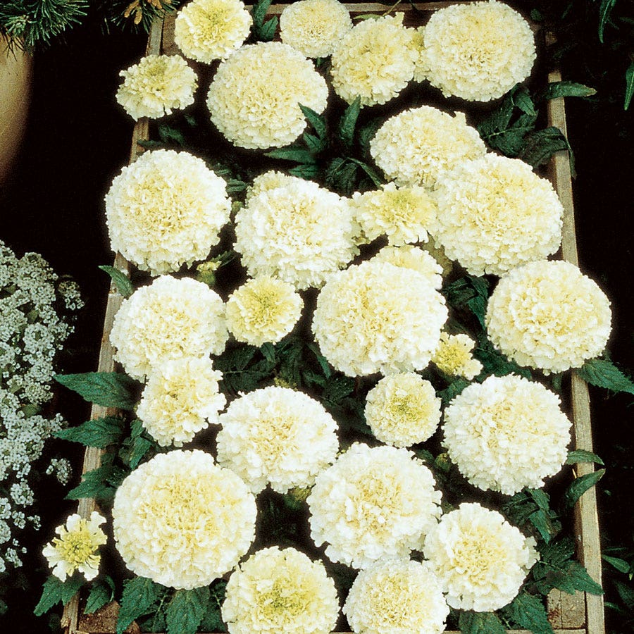 marigold white seeds Vanilla Improved Marigold Seeds