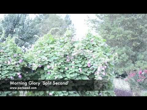 Split Second Morning Glory Vine Seeds