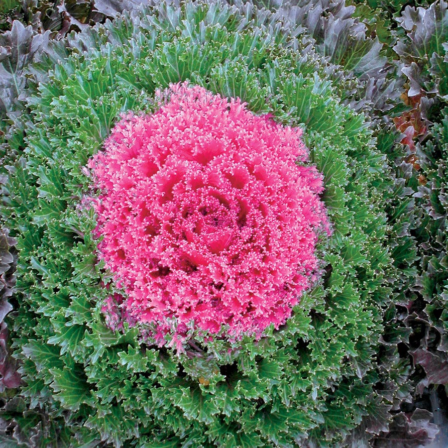 Glamour Red Ornamental Kale Seeds