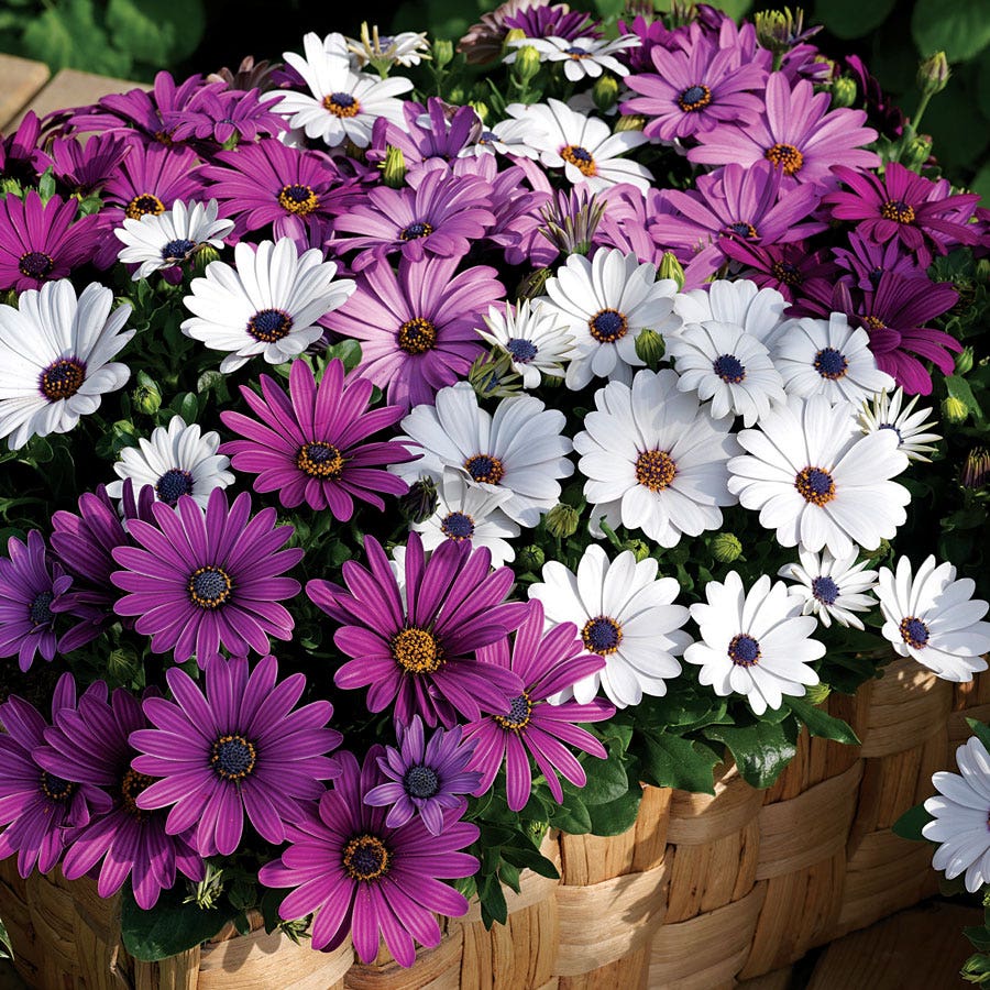 osteospermum flower seeds Asti™ Mix Osteospermum Seeds