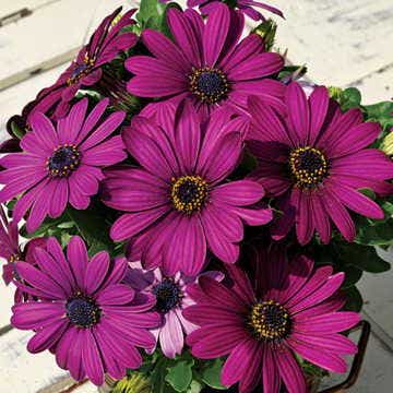 osteospermum flower seeds Asti™ Purple Osteospermum Seeds