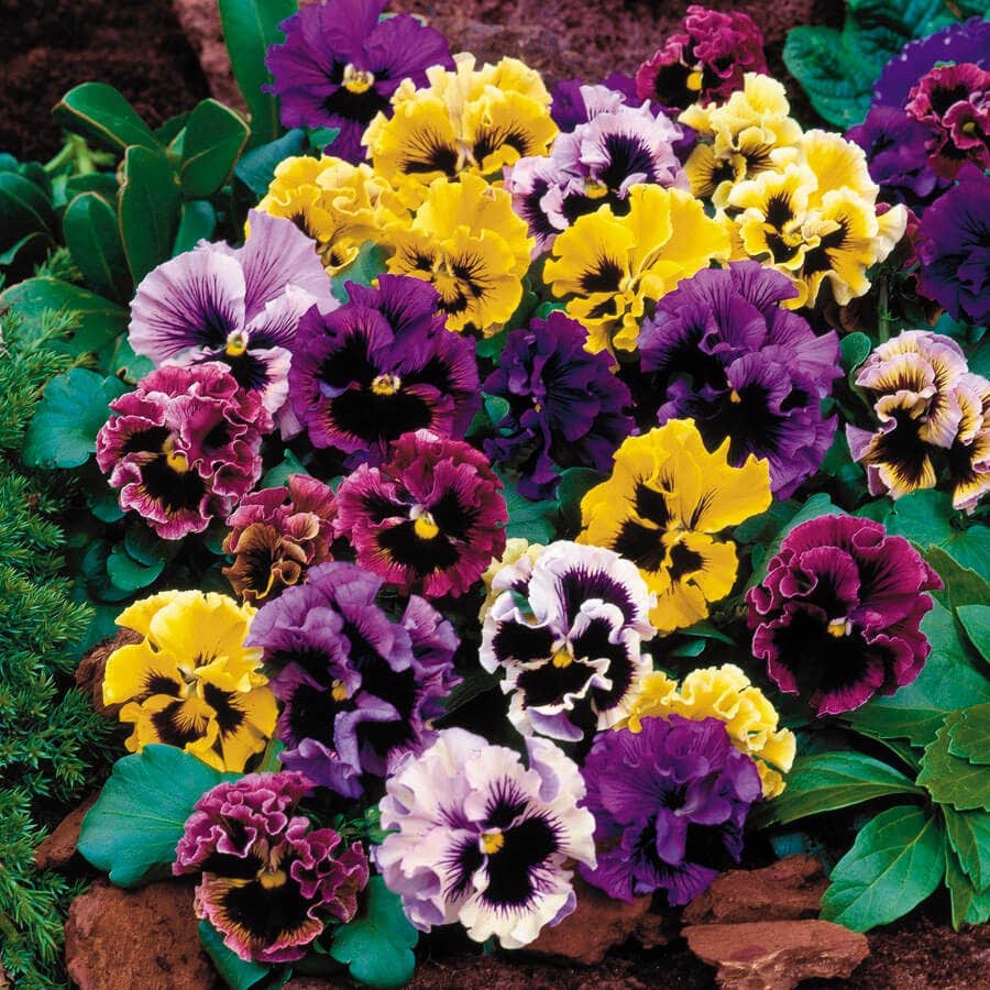 pansy seeds from plants Flirty Skirts Mix Pansy Seeds