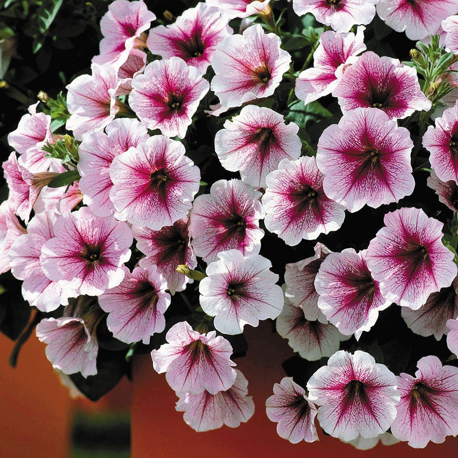 Opera Supreme™ Raspberry Ice Petunia Seeds