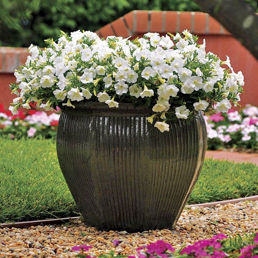 Shock Wave® Coconut Petunia Seeds