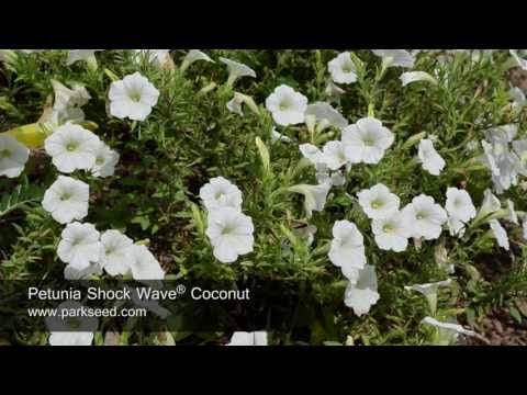 Shock Wave® Coconut Petunia Seeds