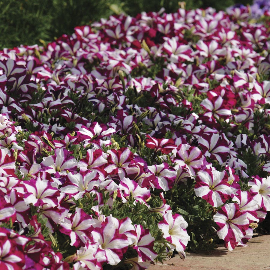 Easy Wave® Burgundy Star Petunia Seeds