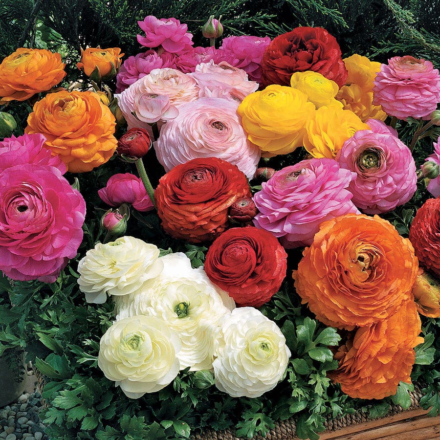 Magic™ Mix Ranunculus Seeds