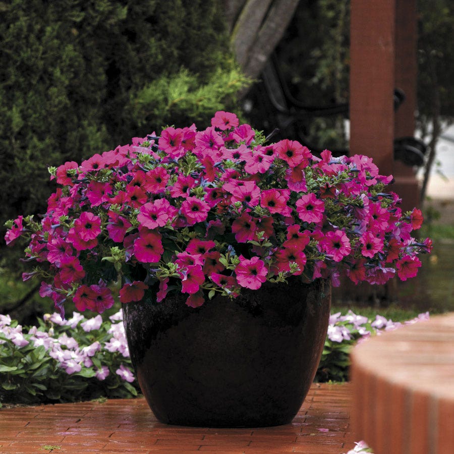 Wave® Purple Improved Petunia Seeds