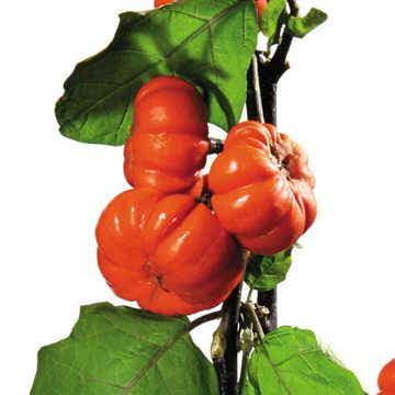 Pumpkin on a Stick Eggplant Seeds