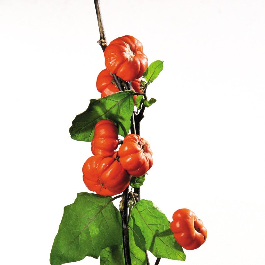 Pumpkin on a Stick Eggplant Seeds
