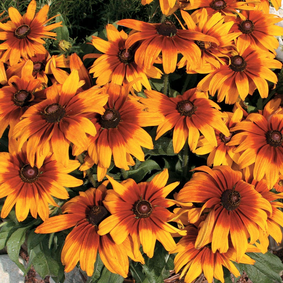 Cappuccino Rudbeckia Seeds