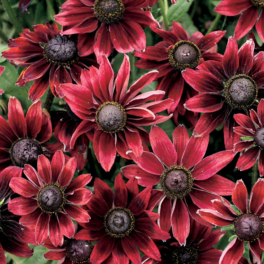 plant rudbeckia seeds Rudbeckia Cherry Brandy Seed Untreated