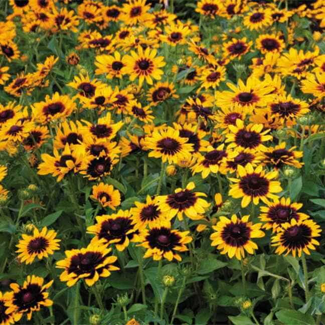 Denver Daisy Rudbeckia Seeds