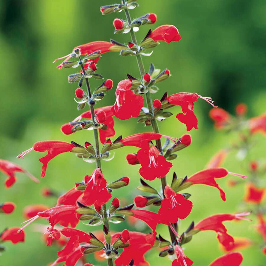 summer seeds flower Salvia Seeds - Summer Jewel Red Seeds - UNTREATED