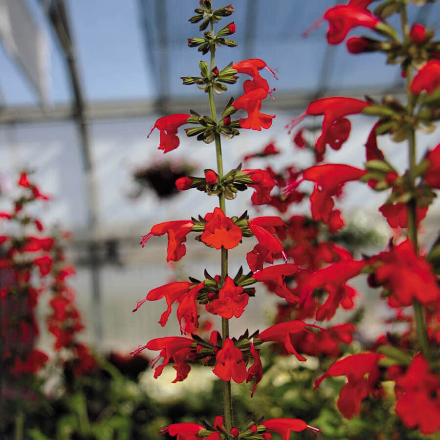 Summer Jewel™ Red Salvia Seeds