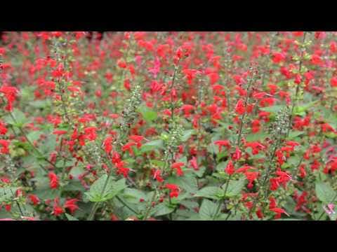 Summer Jewel™ Red Salvia Seeds