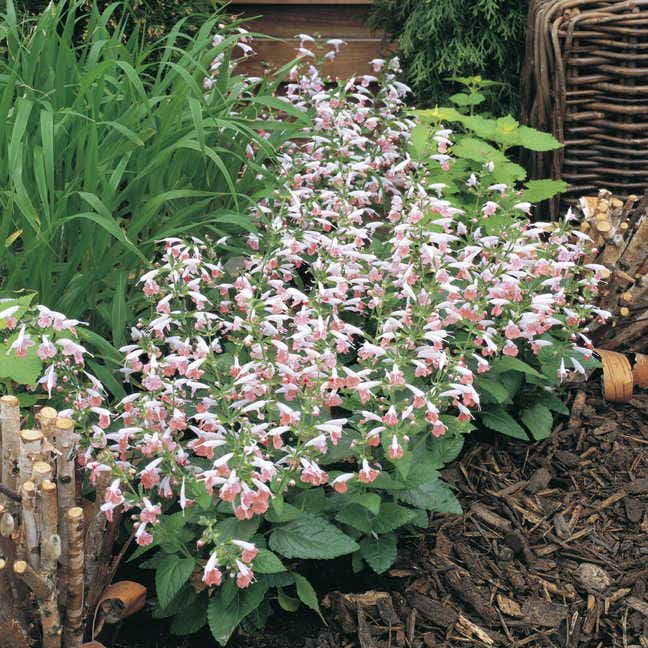 Summer Jewel™ Pink Salvia Seeds