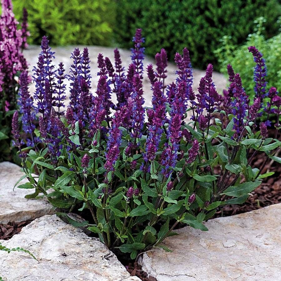 planting salvias seeds New Dimension™ Blue Salvia Seeds