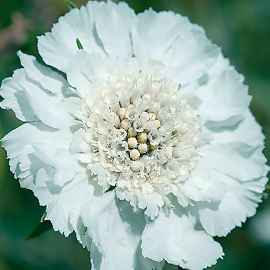 white flower seeds Fama® White Pincushion Flower Seeds