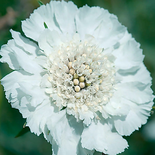 Fama® White Pincushion Flower Seeds