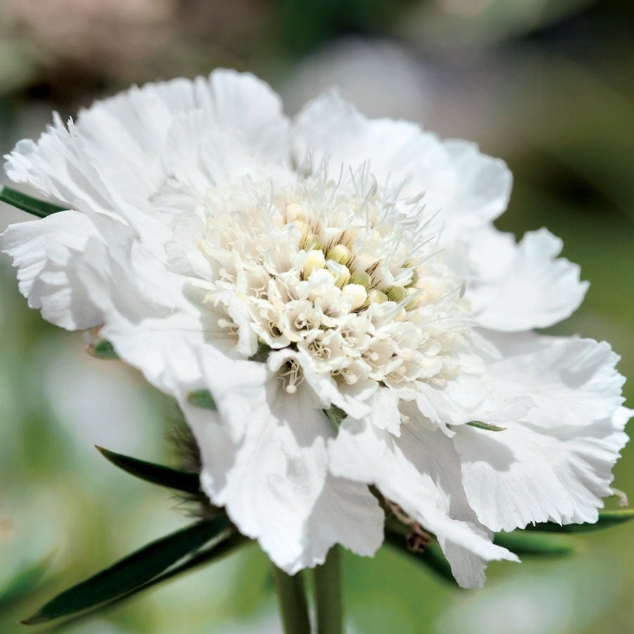 Fama® White Pincushion Flower Seeds