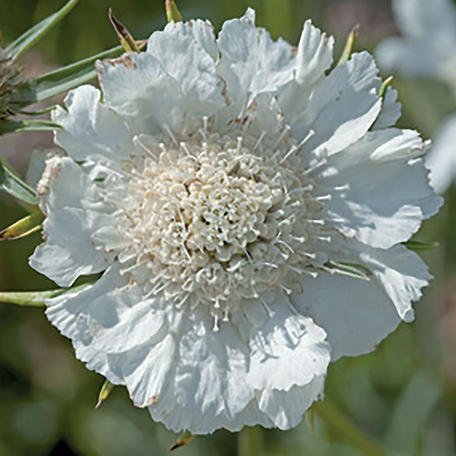 Fama® White Pincushion Flower Seeds
