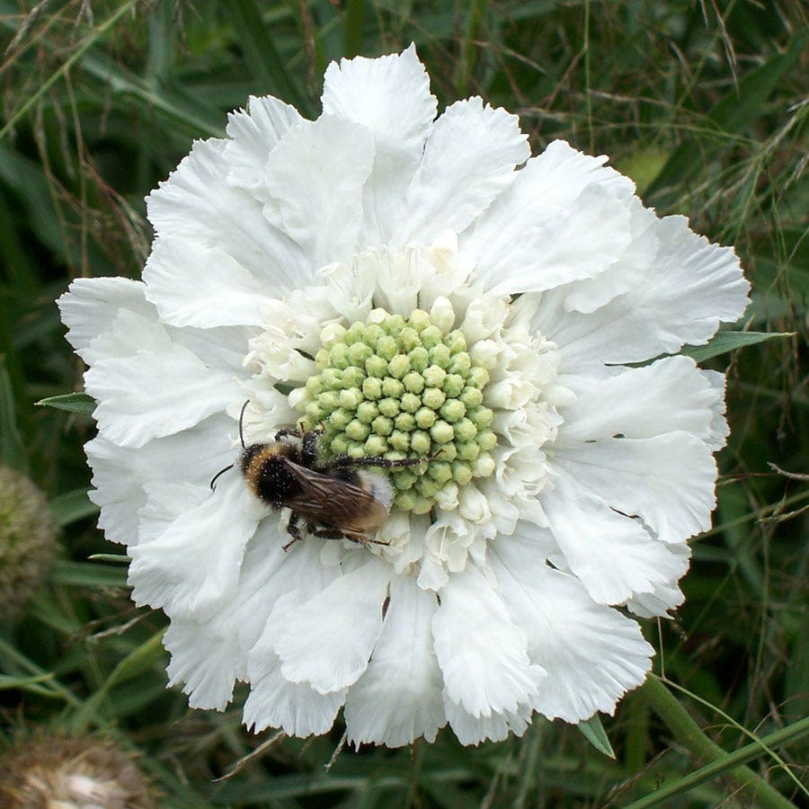 Fama® White Pincushion Flower Seeds