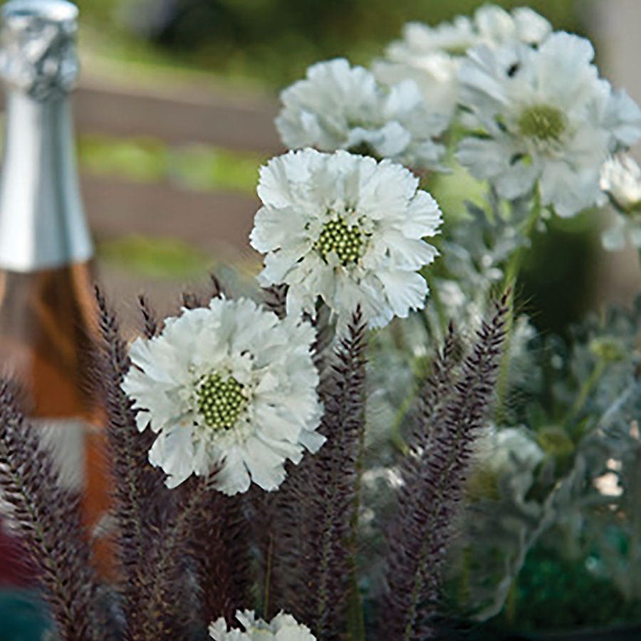 Fama® White Pincushion Flower Seeds