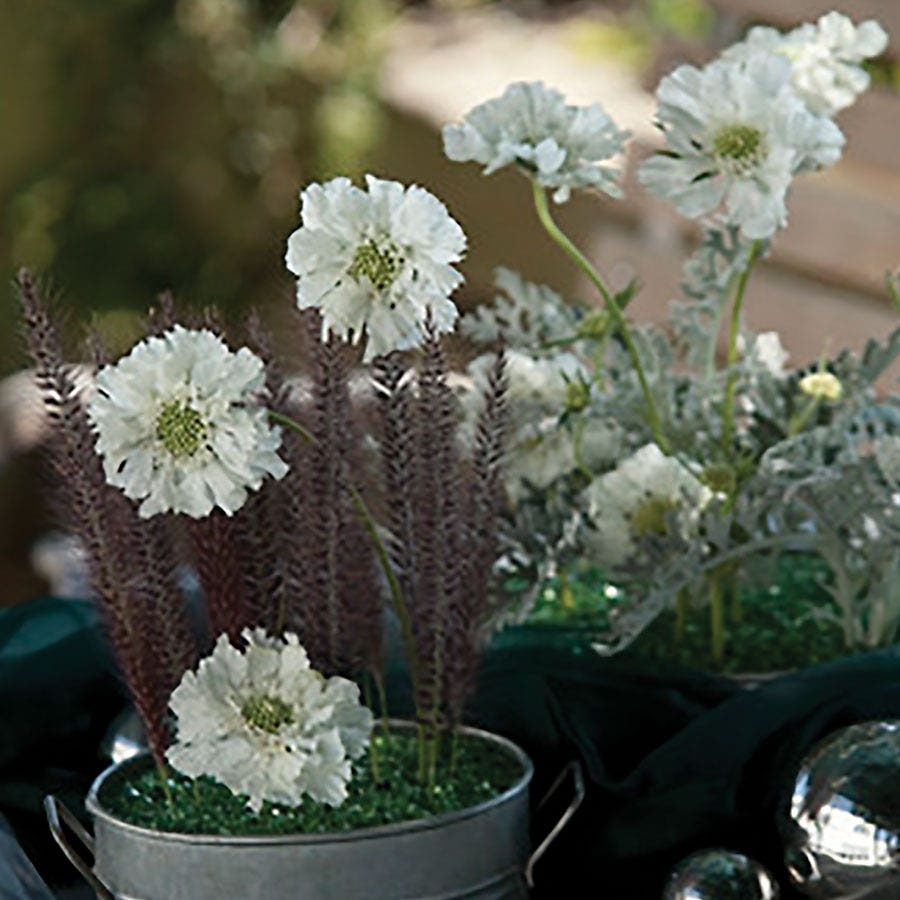 Fama® White Pincushion Flower Seeds