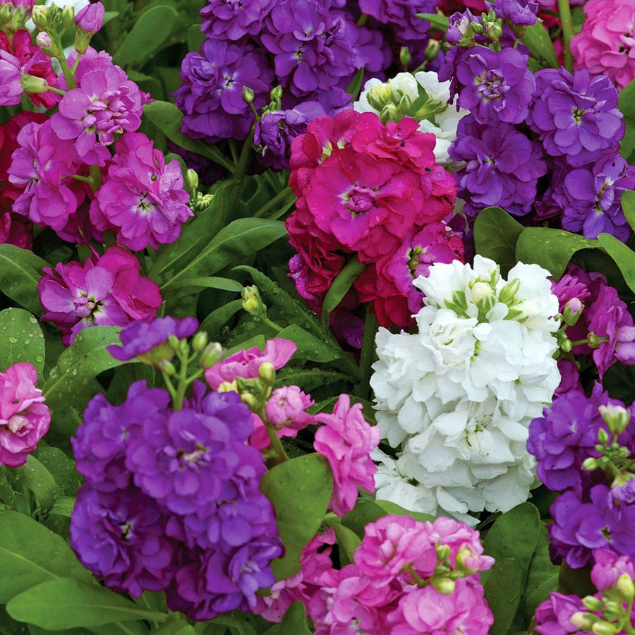 Hot Cakes Mixture Stock Seeds