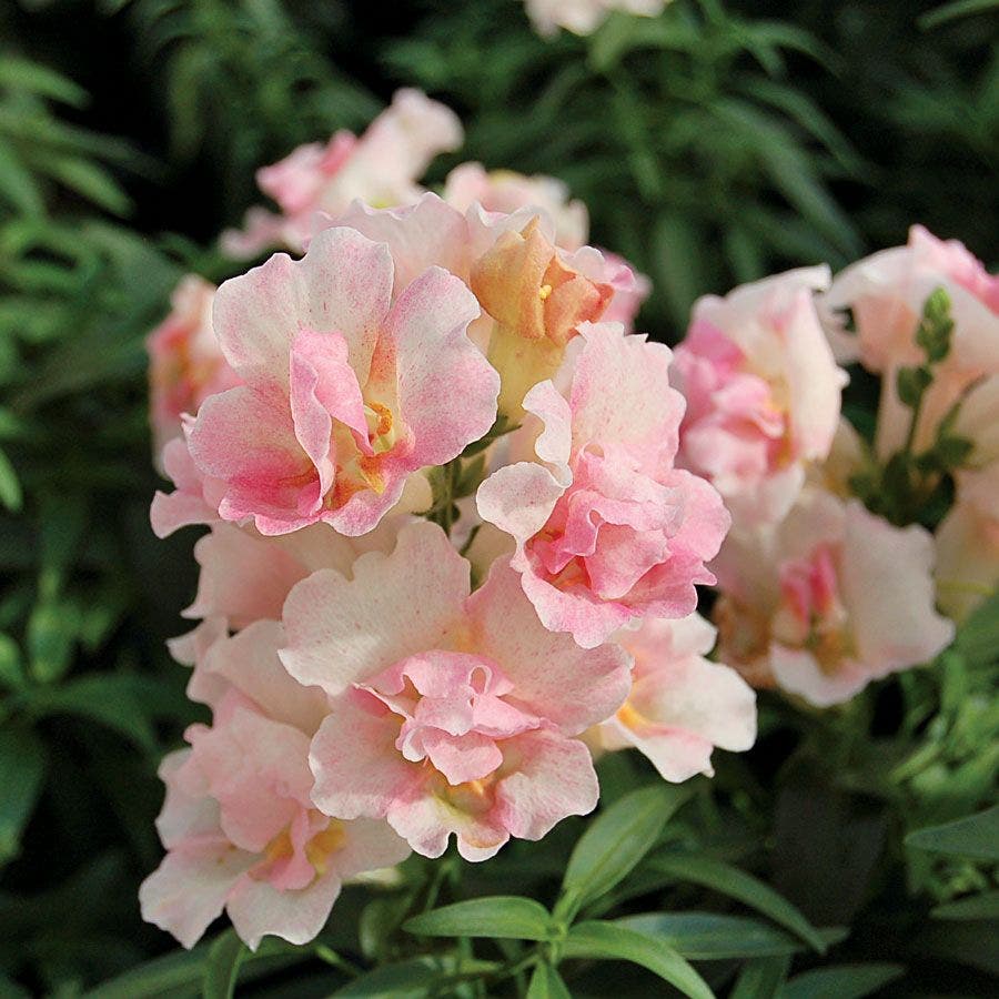 apple blossom geranium seeds Snapdragon Twinny Appleblossom Seeds – Park Seed