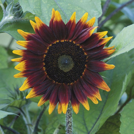 Shock o Lat Sunflower Seeds